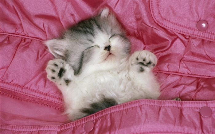 在床上可愛的小貓睡覺 桌布 圖片