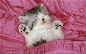 在床上可愛的小貓睡覺 高清桌布