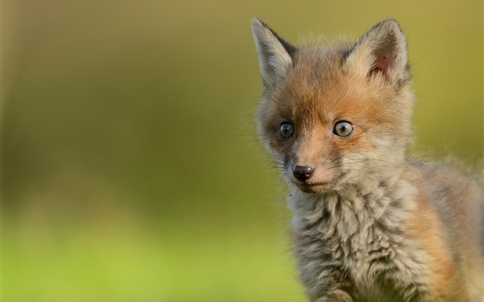 可愛的小狐狸，背景虛化 桌布 圖片