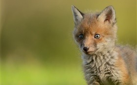 可愛的小狐狸，背景虛化 高清桌布