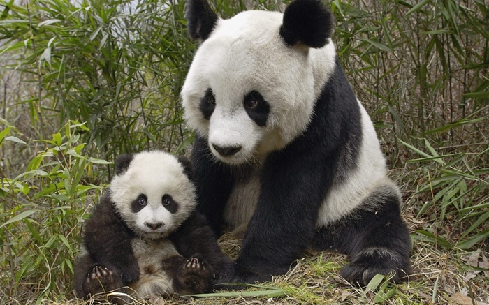 可愛的熊貓，媽媽和幼崽 桌布 圖片