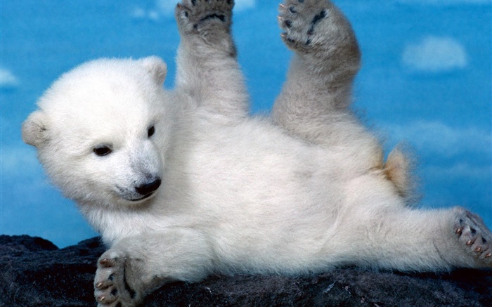 可愛的白色北極熊幼崽 桌布 圖片