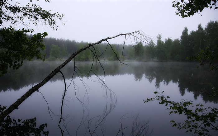 黎明，池塘，森林，樹木，霧 桌布 圖片