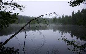 黎明，池塘，森林，樹木，霧 高清桌布
