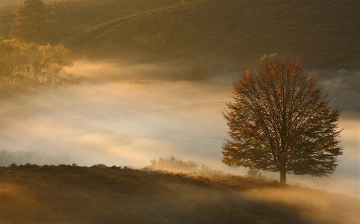 黎明，樹，草，霧 桌布 圖片