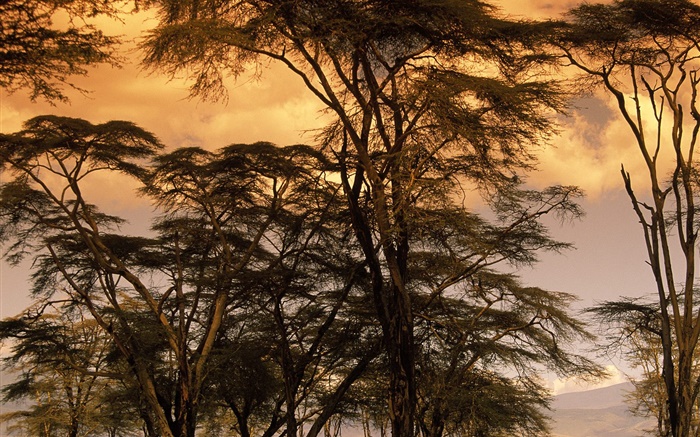 黃昏的風景，樹木 桌布 圖片