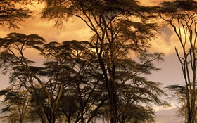 黃昏的風景，樹木 高清桌布