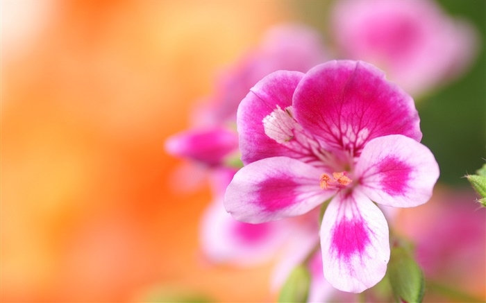 花卉微距攝影，粉白色的花瓣，背景虛化 桌布 圖片