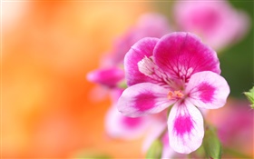 花卉微距攝影，粉白色的花瓣，背景虛化 高清桌布