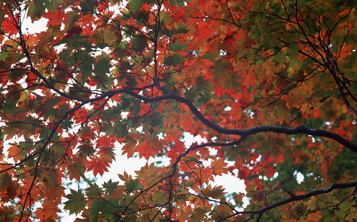 森林，秋天，樹，楓葉 桌布 圖片