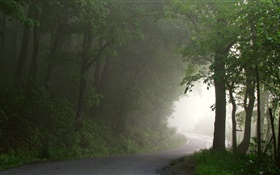 森林，道路，樹木，霧，早晨