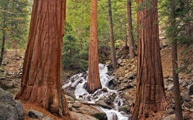森林，樹木，小溪，岩石 高清桌布
