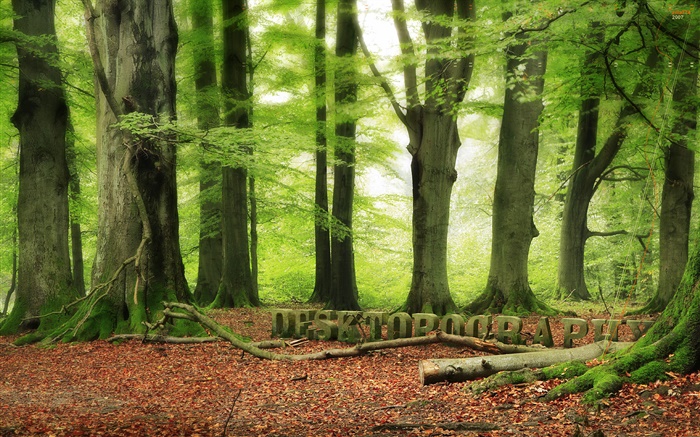 森林，樹木，綠化，Desktopography設計 桌布 圖片