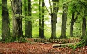 森林，樹木，綠化，Desktopography設計 高清桌布