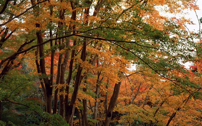 森林，在秋天的樹木，黃葉 桌布 圖片