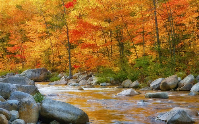 森林，樹木，紅葉，河，石頭，秋 桌布 圖片