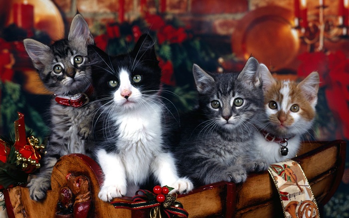 四只小貓，聖誕 桌布 圖片