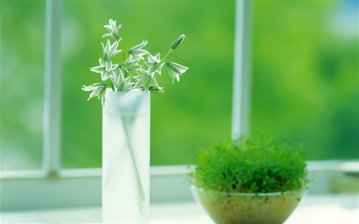 玻璃杯，植物，綠色，窗口，春天 桌布 圖片
