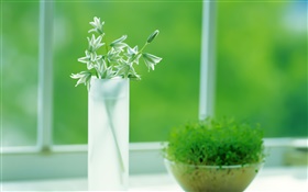 玻璃杯，植物，綠色，窗口，春天 高清桌布