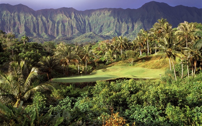 高爾夫草坪，棕櫚樹，山，夏威夷，美國 桌布 圖片