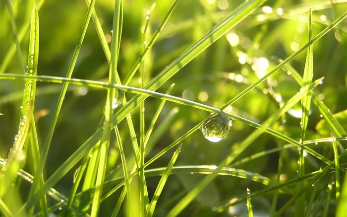 雨後的草，水滴，陽光 桌布 圖片