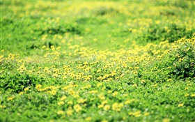 草，草地，黃色的野花 高清桌布