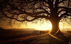 偉大的樹，板凳，日落，光線，創意圖片 高清桌布