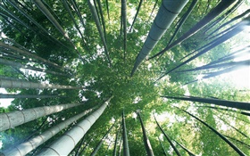 翠綠的竹子，頂視圖，眩光