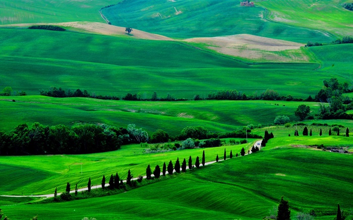 綠色的田野，托斯卡納，意大利，樹木，道路 桌布 圖片