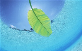 綠葉，水下，海，馬爾代夫 高清桌布