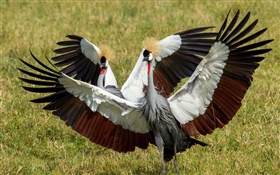 灰冠鶴，兩隻鳥，翅膀 高清桌布