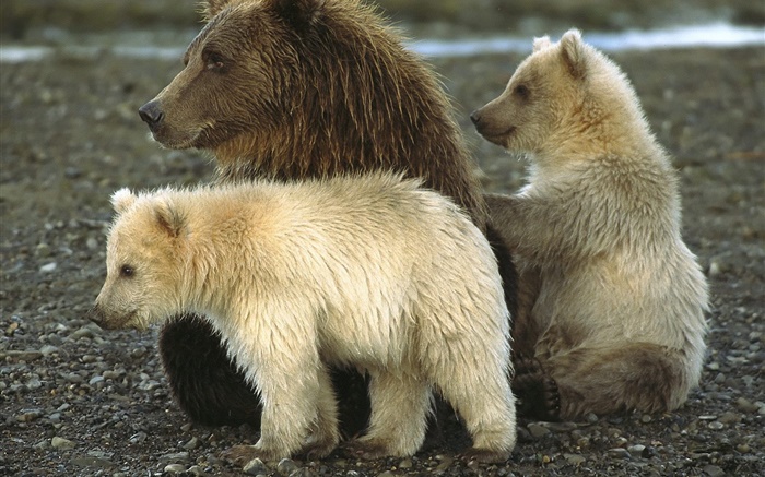 灰熊與幼崽 桌布 圖片