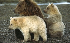 灰熊與幼崽 高清桌布