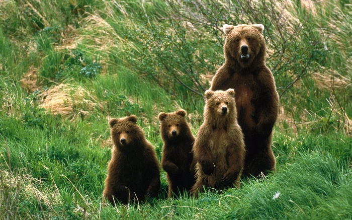 灰熊家庭，草 桌布 圖片