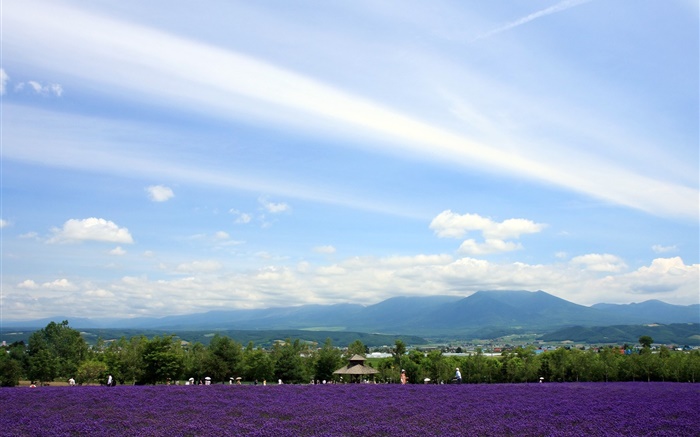 日本北海道，公園景觀花，山，雲 桌布 圖片