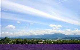 日本北海道，公園景觀花，山，雲 高清桌布