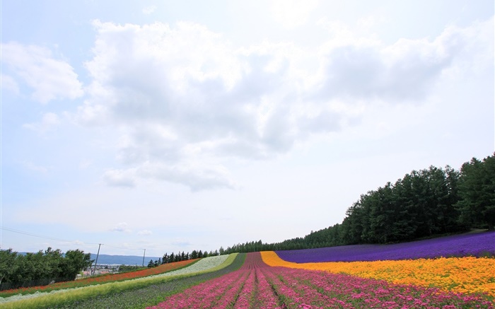 日本北海道，美麗的花場，多彩 桌布 圖片