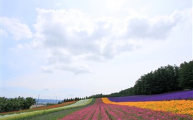 日本北海道，美麗的花場，多彩 高清桌布