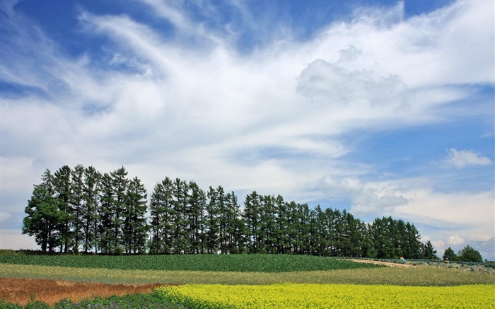 日本北海道，自然風光，夏天，樹木，田野，雲彩 桌布 圖片