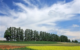 日本北海道，自然風光，夏天，樹木，田野，雲彩
