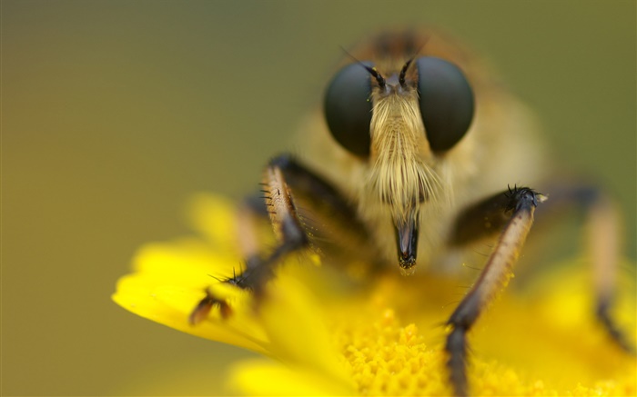 昆蟲和黃色的花微距攝影 桌布 圖片