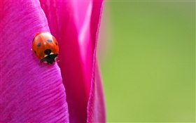 昆蟲，瓢蟲，紫色的鬱金香花瓣 高清桌布
