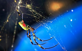 昆蟲宏，蜘蛛和網