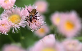 昆蟲，粉紅色的花朵，背景虛化