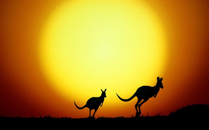 袋鼠日落，澳大利亞 桌布 圖片