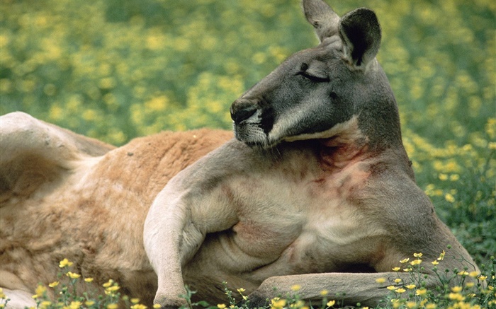袋鼠休息，草坪，澳大利亞 桌布 圖片