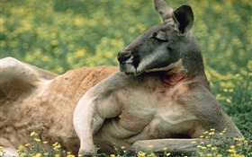 袋鼠休息，草坪，澳大利亞 高清桌布