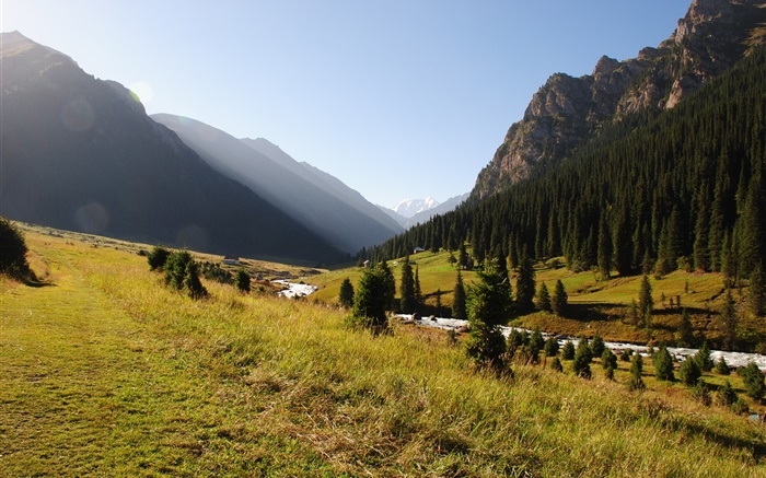 吉爾吉斯斯坦，森林，樹木，山，上午，草，河 桌布 圖片