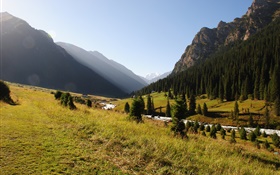 吉爾吉斯斯坦，森林，樹木，山，上午，草，河
