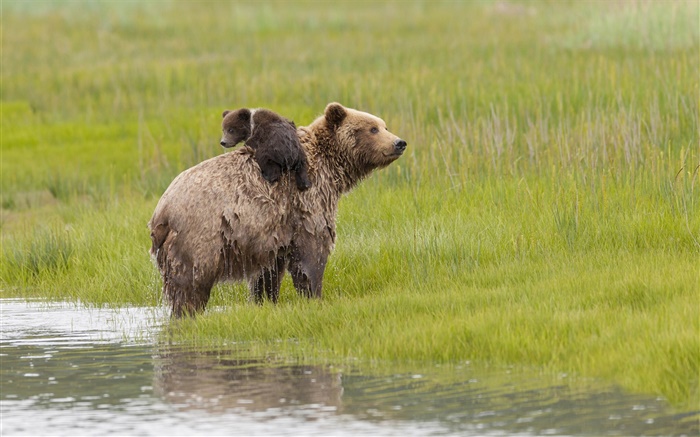 克拉克湖國家公園，阿拉斯加州，熊，水，草甸 桌布 圖片